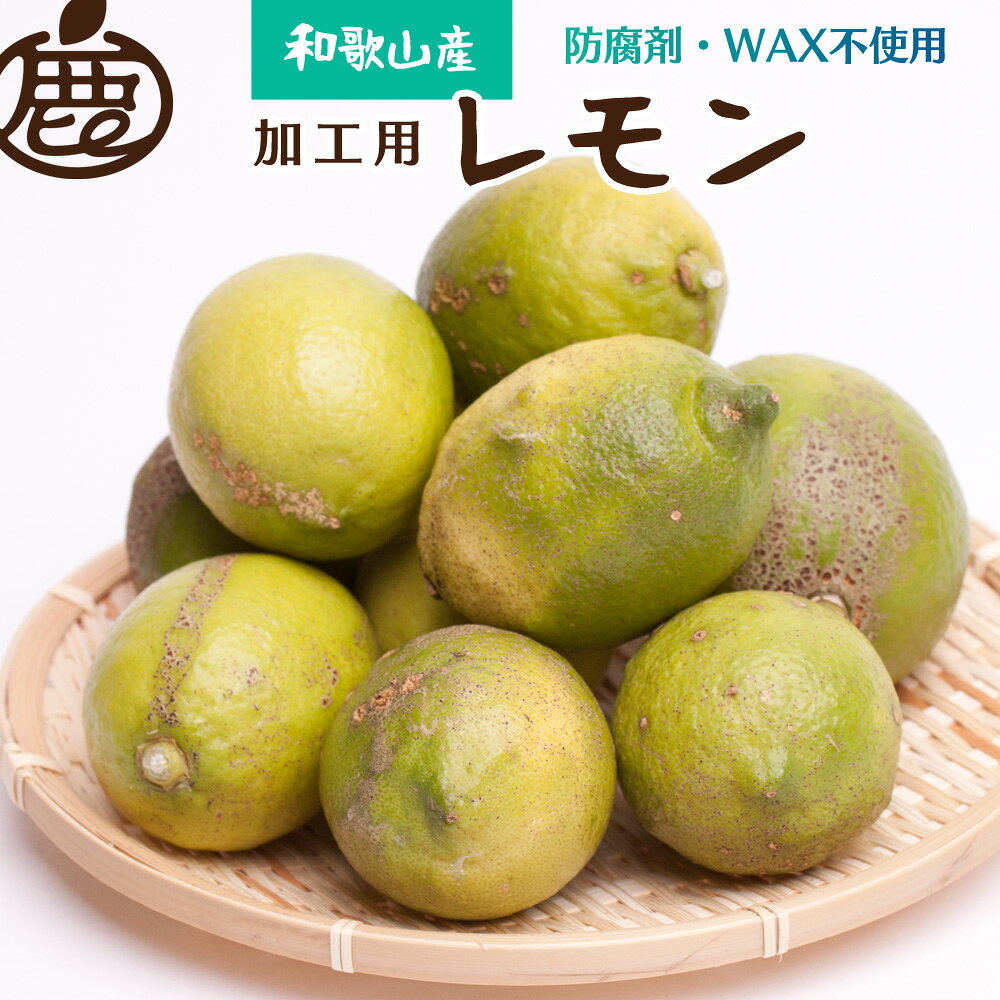 ＜先行予約＞加工用 黒潮レモン5kg+150g（傷み補償分）【和歌山有田産】【防腐剤・WAX不使用、安心の国産レモン】【わけあり・訳ありレモン】【果汁用】 ＜2023年9月上旬頃〜2024年4月下旬ごろに順次発送＞