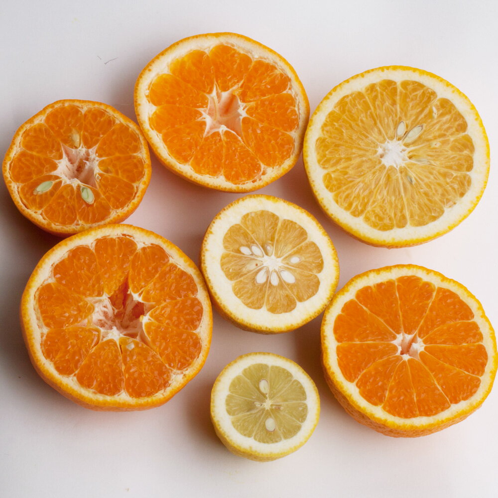 【ふるさと納税】 厳選 柑橘詰合せ 1kg / 2.5kg / 5kg / 7.5kg /10kg【有田の春みかん詰め合わせ・フルーツ詰め合せ・オレンジつめあわせ】【光センサー選別】＜2026年1月〜4月下旬ごろに順次発送＞ / みかん 果物 フルーツ オレンジ ミカン 柑橘 セット 有田みかん