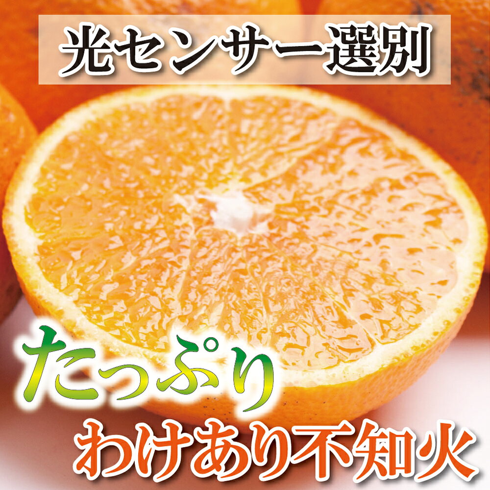 家庭用 不知火3kg+90g（傷み補償分）【デコポンと同品種】【わけあり・訳あり】【しらぬひみかん・しらぬい】【光センサー選別】＜2024年2月上旬〜2024年3月下旬ごろに順次発送＞