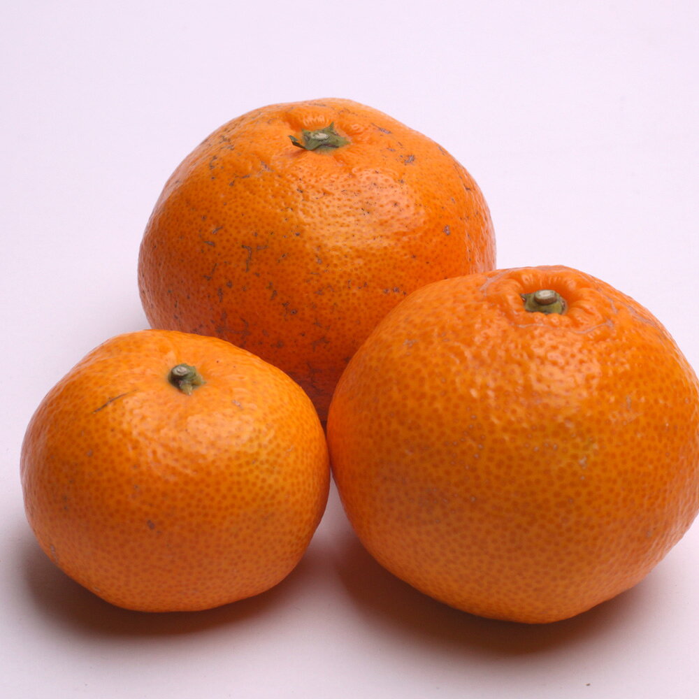 【ふるさと納税】 訳あり 家庭用 有田みかん2.5～10kg+250g（傷み補償分） 【選べる容量・発送時期】 みかん ミカン 果物 くだもの フルーツ 柑橘 温州みかん わけあり ご家庭用 産地直送 旬 和歌山 ※2026年10月～2027年1月に順次発送予定 f304247-kozagawa-10000945 和歌山県古座川町 サンプル画像3