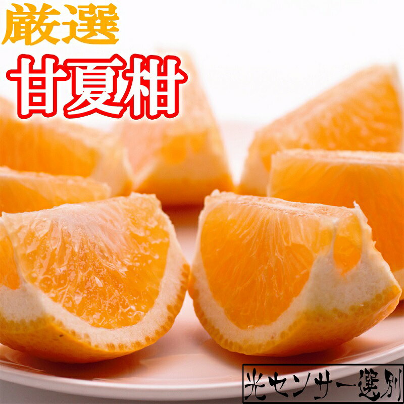 ＜4月より発送＞厳選甘夏柑4.5kg+135g（傷み補償分）【初夏のみかん・旬の果物】【有田産】【光センサー食べ頃出荷】