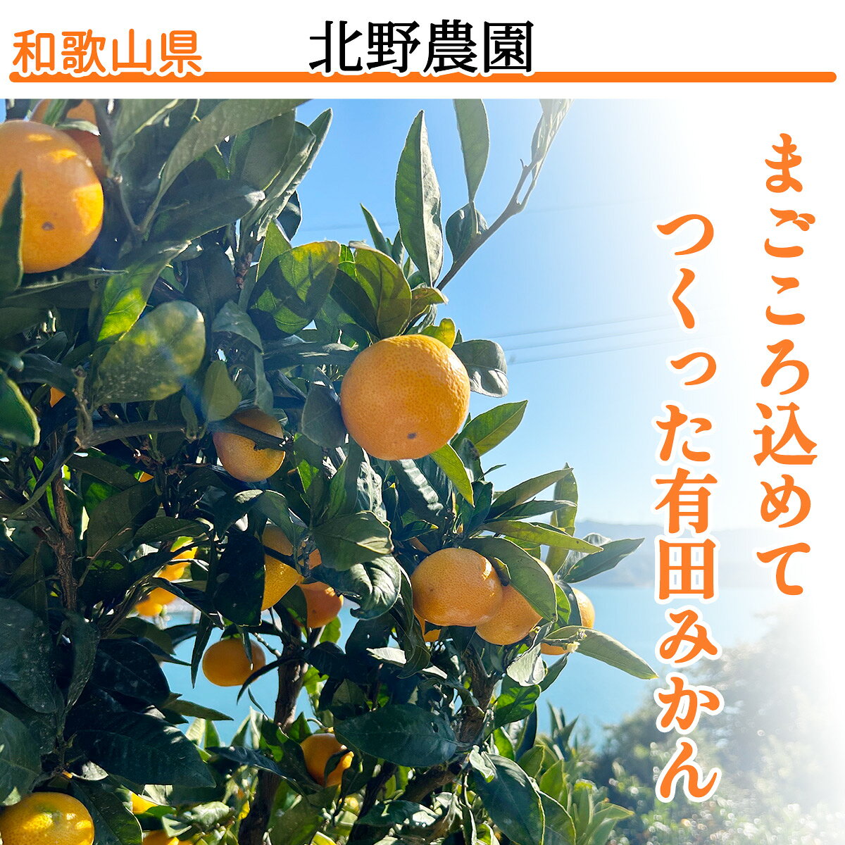 【ふるさと納税】特選 有田みかん 和歌山 ギフト 贈答　S～Lサイズ 大きさお任せ 約2kg 約3kg 約5kg 約10kg【11月上旬～翌年1月下旬頃に順次発送】/ みかん フルーツ 果物 くだもの 有田みかん 蜜柑 柑橘 f304247-kozagawa-10001537 和歌山県古座川町 サンプル画像2