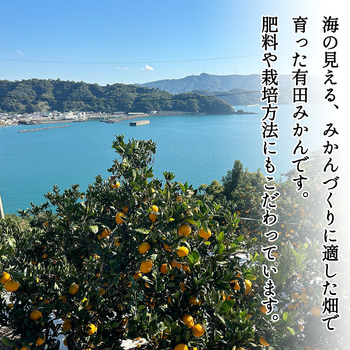 【ふるさと納税】特選 有田みかん 和歌山 ギフト 贈答　S～Lサイズ 大きさお任せ 約2kg 約3kg 約5kg 約10kg【11月上旬～翌年1月下旬頃に順次発送】/ みかん フルーツ 果物 くだもの 有田みかん 蜜柑 柑橘 f304247-kozagawa-10001537 和歌山県古座川町 サンプル画像3