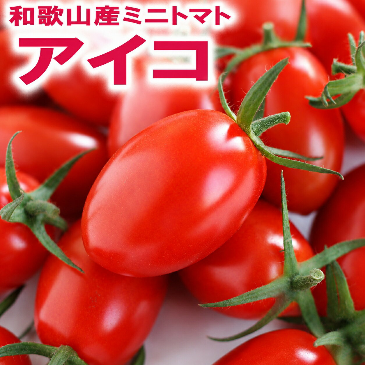 西红柿 - 【ふるさと納税】 和歌山産ミニトマト「アイコトマト」【約1kgまたは約2kg】（M・Lサイズおまかせ）［2027年出荷分］【配送月をお選びいただけます】