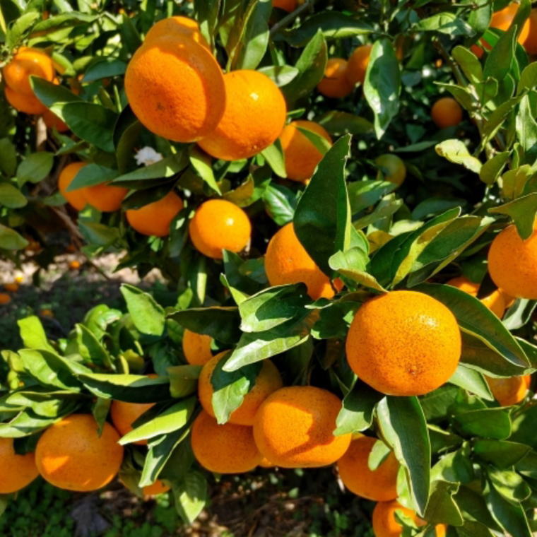 和歌山県古座川町の画像2