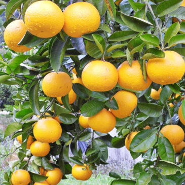 【ふるさと納税】【産直】和歌山由良町産の木成り熟成八朔訳ありご家庭用約10kg(サイズ混合)※2023年3月中旬~2023年4月下旬頃に順次発送予定(お届け日指定不可)