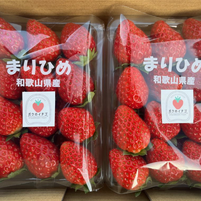 和歌山県産ブランドいちご「まりひめ」約300g×2パック入り★2026年1月中旬～2026年2月下旬頃発送【tec964A】