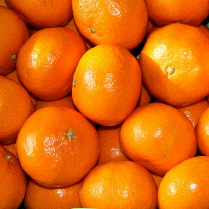 和歌山県古座川町の画像3