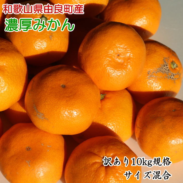【訳あり・ご家庭用】和歌山由良町産のみかん約10kg（サイズ混合） ※2025年11月下旬〜12月下旬頃に発送予定（お届け日指定不可）