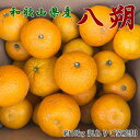 【ふるさと納税】【先行予約】【手選果 訳あり】和歌山由良町産八朔約10kg(サイズ混合・ご家庭用)※2026年1月中旬〜2026年2月下旬頃順次発送(お届け日指...
