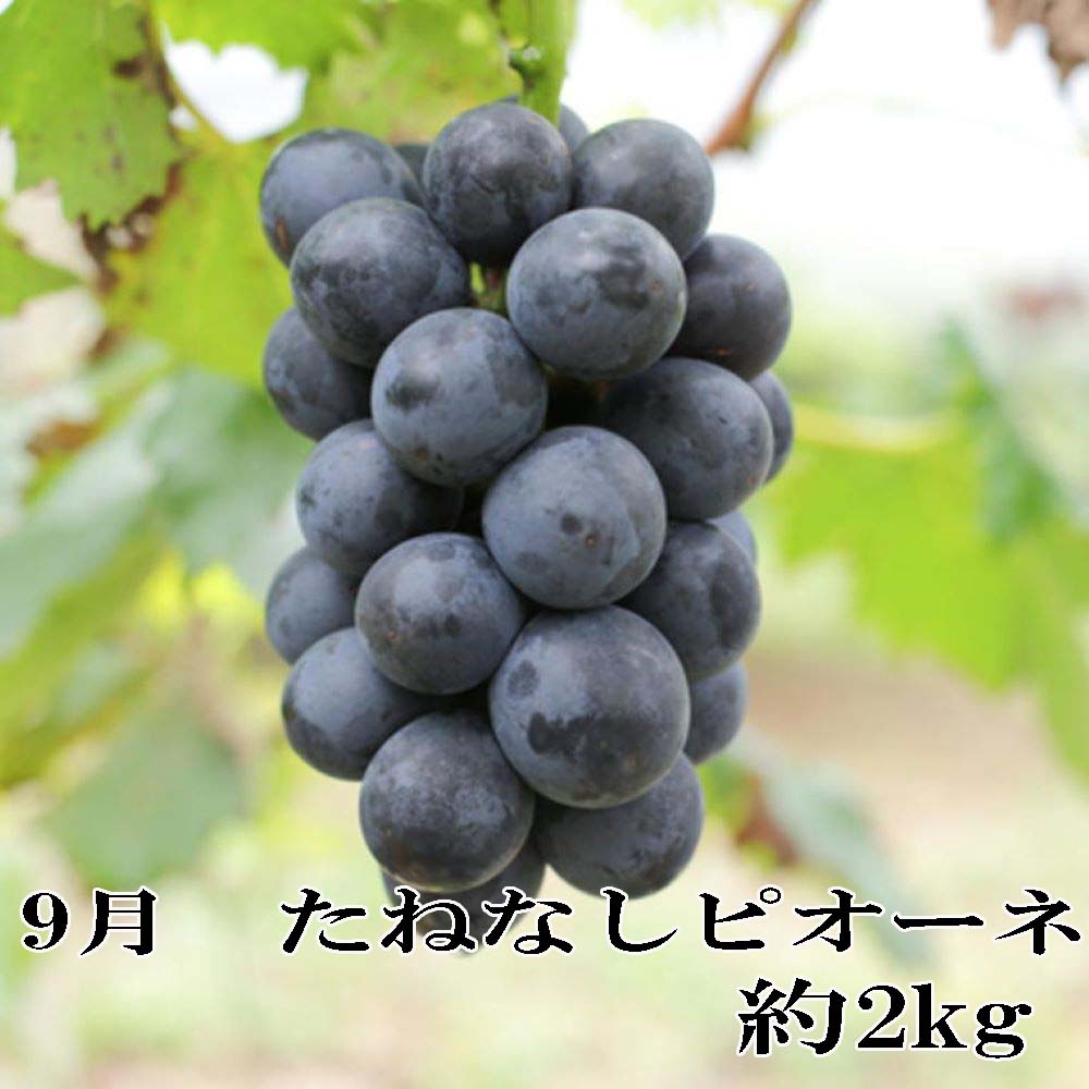 【ふるさと納税】 【定期便全3回】産直・和歌山フルーツ定期便（桃・ピオーネ・有田みかん） f304247-kozagawa-10001563 和歌山県古座川町 サンプル画像3