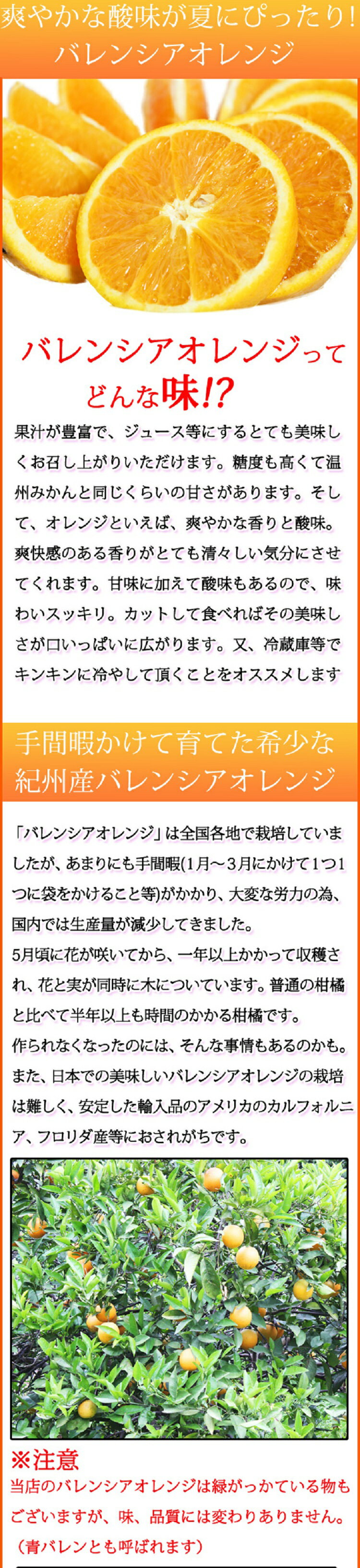 【ふるさと納税】 秀品 希少な国産バレンシアオレンジ 2.5kg ※2025年6月下旬頃〜7月上旬頃順次発送（お届け日指定不可）