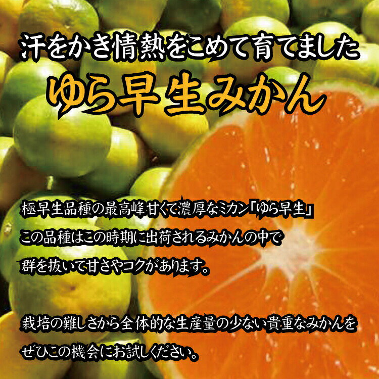 【ふるさと納税】【2024年秋頃発送予約分】 ＼光センサー選別／＼農家直送／甘くて濃厚！希少品種 ゆら早生みかん　約10kg 有機質肥料100%　※2024年10月上旬より順次発送予定（お届け日指定不可）