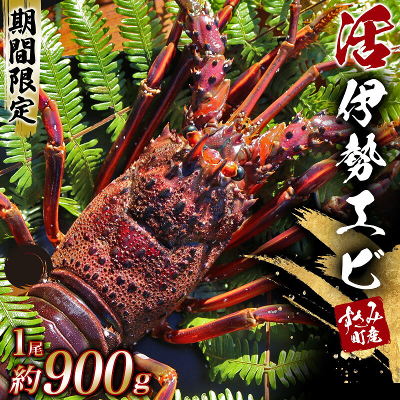 【期間・数量限定】すさみ町産 活き伊勢海老 1尾 約900g前後【日時指定必須】【2023年1月4日まで受付】【2023年1月10日〜14日での発送となります】/伊勢エビ イセエビ 活き 天然