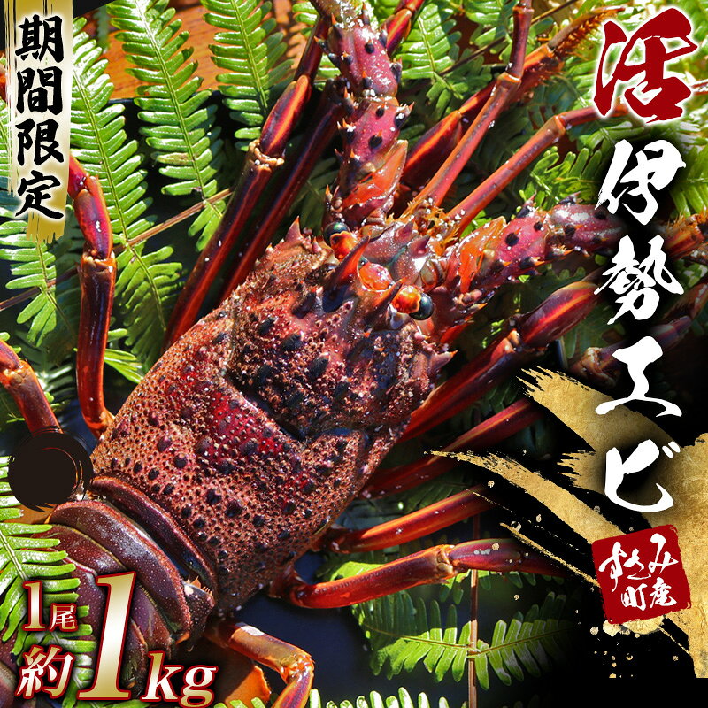 【期間・数量限定】すさみ町産 活き伊勢海老 1尾 約1kg前後【日時指定必須】【2023年1月4日まで受付】【2023年1月10日〜14日での発送となります】/伊勢エビ イセエビ 活き 天然