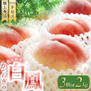 【ふるさと納税】 【先行予約】桃 の 王様 白鳳 \特秀品/ 【3玉 or 約2kg(6個〜9個)】 【2026年6月末頃〜2026年7月末頃に順次発送予定】(...