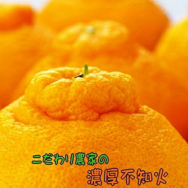 【先行予約】こだわり農家の濃厚不知火 約5kg (12〜24玉) みかん ミカン 蜜柑 果物 フルーツ 国産 ※2026年2月下旬〜3月下旬頃に順次発送予定 ※着日指定不可