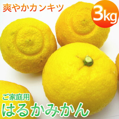 【先行予約】【人気柑橘】有田育ちの はるか みかん（訳あり 家庭用）約3kg ※2025年1月下旬～2月下旬頃に順次発送予定 ※着日指定不可