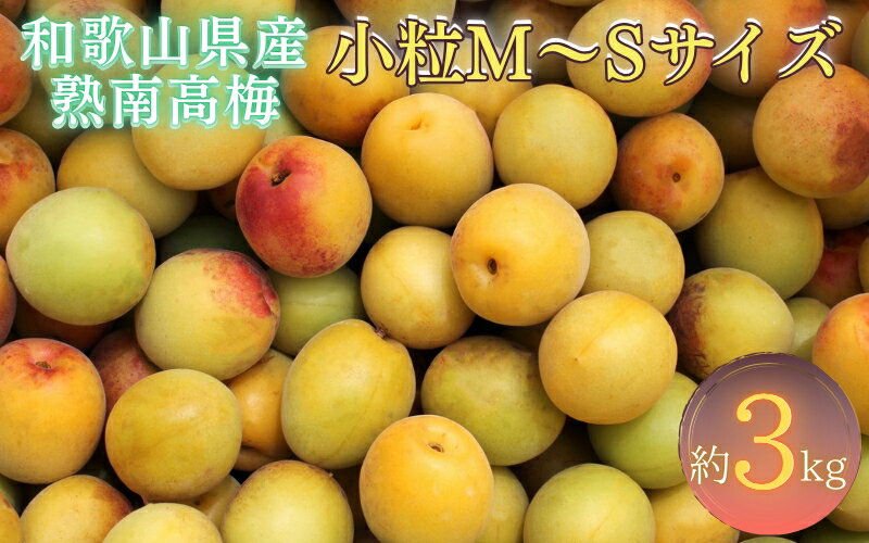 [梅干・梅酒用]紀州和歌山県産 熟南高梅 生うめ 優品 約3kg (S、Mサイズおまかせ)+3%増量[2026年6月下旬〜7月上旬発送予定]/ 梅干し 梅酒 ウメシロップ ジュース ジャム他 紀州熟南高梅 青梅 黄梅 朝採り フルーツ 果物 くだもの 食品 人気 おすすめ