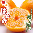 【ふるさと納税】 <先行予約> 厳選 はるみ 1kg / 2.5kg / 5kg 7.5kg 10kg(傷み補償分付)【デコポンの姉妹品種・新食感春みかん】【光センサー選別】 <2026年2月上旬~3月下旬順次発送> / みかん 和歌山 わかやま フルーツ オレンジ 果物 くだもの おすすめ 有田みかん