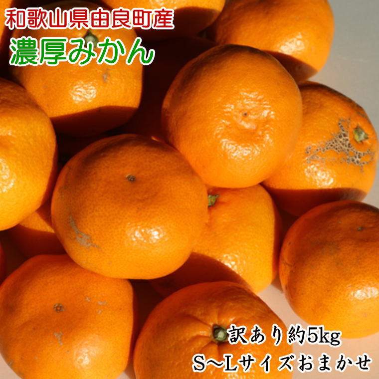 [訳あり・ご家庭用]和歌山由良町産のみかん約5kg ※2024年11月下旬〜2024年12月下旬頃に発送予定(お届け日指定不可)