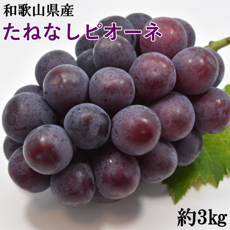 【ふるさと納税】 【新鮮・産直】和歌山かつらぎ町産たねなしピオーネ約3kg ※2025年8月中旬~2025年9月下旬頃順次発送 ※北海道・沖縄・離島配送不可
