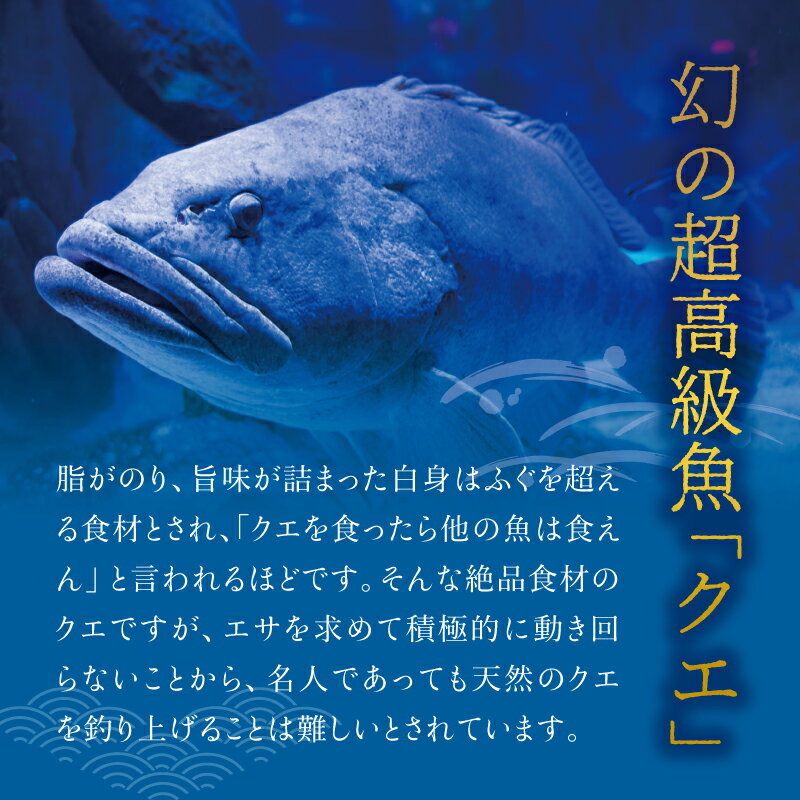 【ふるさと納税】【幻のクエ！国産】【先行予約】養殖クエ鍋　500g ふるさと 納税 串本町 串本 お取り寄せ お取り寄せグルメ 取り寄せ グルメ ご当地 ご当地グルメ 食品 海鮮 魚 魚貝類 魚介類 特産品 さしみ お刺身 刺身 鍋 お鍋 くえ クエ