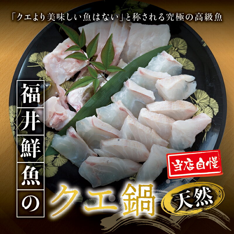 [母の日・父の日までにお届け]幻のクエ!国産 天然クエ鍋 500g / くえ 鍋 セット 串本 お取り寄せ ご当地グルメ 食品 海鮮 魚 魚貝類 魚介類 特産品 さしみ お刺身