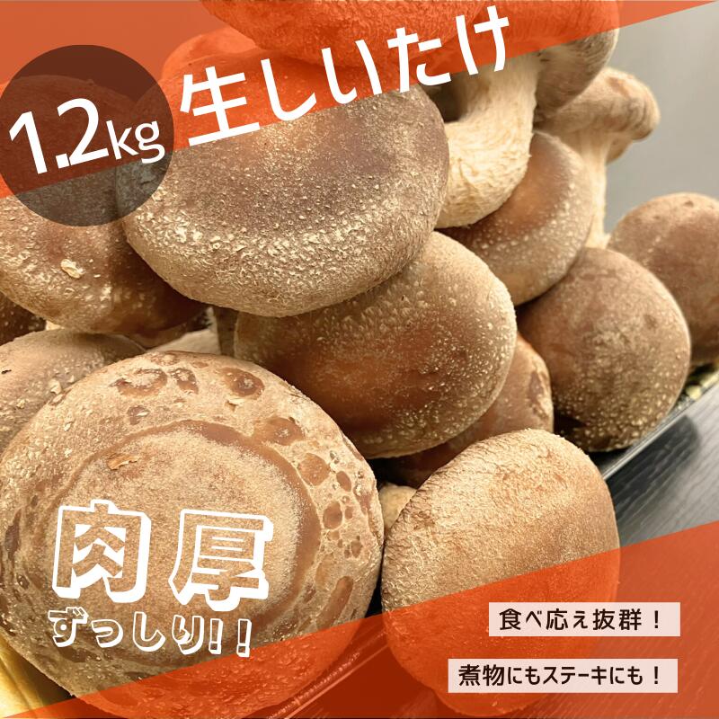 南紀串本から芳醇な香りをお届け! 肉厚・栄養満点 生しいたけ 約1.2kg / 椎茸 しいたけ 菌床 きのこ