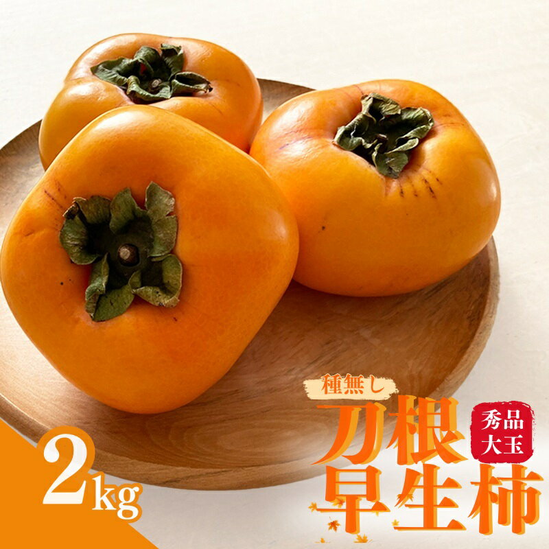 【ふるさと納税】【先行予約】種無し柿 刀根早生柿 秀品大玉 約2kg（6個） 2024年9月末頃～2024年10月下旬頃に順次発送予定（お届け日指定不可）/ 柿 かき 種無し 秀品 大玉 フルーツ 果物 くだもの 1