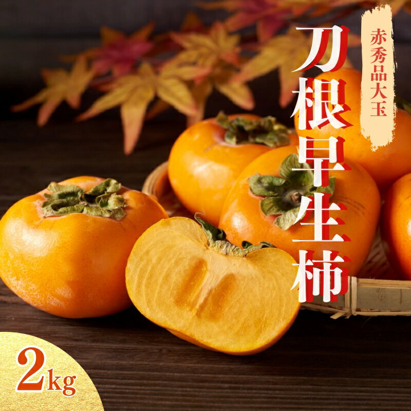 [2025年先行予約]種無し柿 早生刀根柿 2025年9月下旬〜2025年10月下旬頃に順次発送予定(お届け日指定不可)/ 和歌山 柿 かき フルーツ 果物 くだもの 刀根 種無し