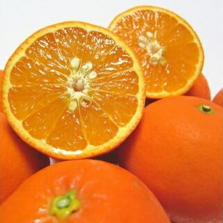 有田育ちの爽快セミノールオレンジ(ご家庭用) 約3kg ※2025年4月上旬〜4月下旬順次発送予定
