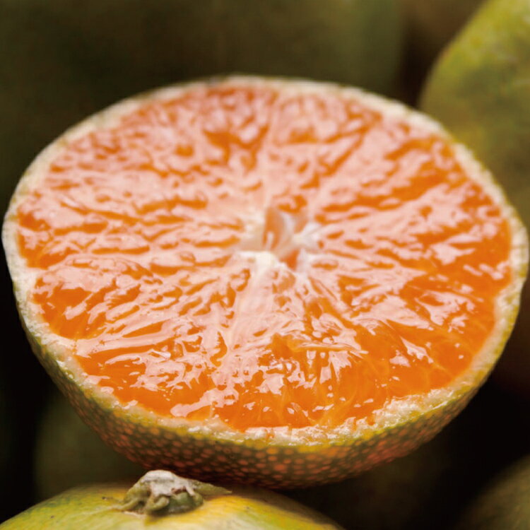 【ふるさと納税】 厳選 極早生有田みかん3.5kg+105g(傷み補償分) 【YN26・ゆら早生】 ※2023年9月中旬〜11月中旬ごろに順次発送のサムネイル