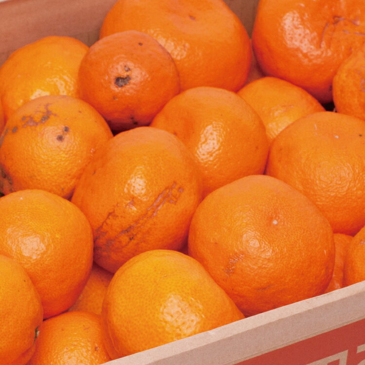 【ふるさと納税】 家庭用 超熟有田みかん 1.5kg+45g(傷み補償分) / 2.5kg+75g(傷み補償分) / 5kg+150g(傷み補償分) / 7.5kg+225g(傷み補償分) 【わけあり・訳あり】【菊みかん入り】【光センサー選別】＜2024年11月〜12月下旬ごろに順次発送＞