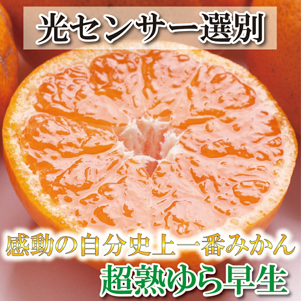 厳選 超熟 有田みかん 1kg+30g(傷み補償分) / 5kg+150g(傷み補償分) / 7.5kg+225g(傷み補償分) 【自分史上一番みかん】【菊みかん入り】【光センサー選別】 ＜2024年11月初旬〜12月下旬ごろに順次発送＞
