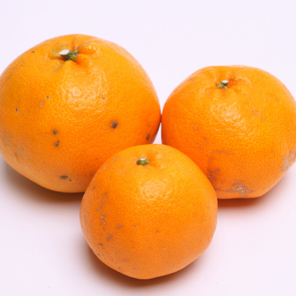 【ふるさと納税】＜先行予約＞ ＼容量が選べる／ 家庭用 はるみ1kg 2.5kg 5kg 7.5kg 10kg 【デコポンの姉妹品種・新食感春みかん】【光センサー選別】【わけあり・訳あり】 ＜2026年2月上旬～3月下旬ごろに順次発送＞