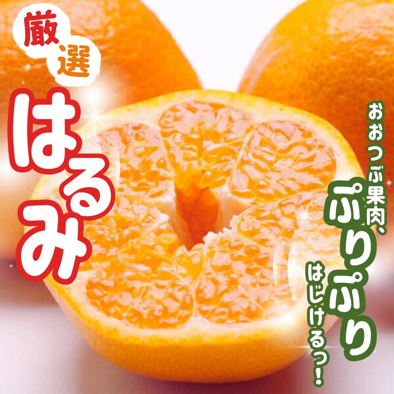 [先行予約] 厳選 はるみ 1kg / 2.5kg / 5kg 7.5kg 10kg(傷み補償分付)[デコポンの姉妹品種・新食感春みかん][光センサー選別] [2026年2月上旬〜3月下旬順次発送] / みかん 和歌山 わかやま フルーツ オレンジ 果物 くだもの おすすめ 有田みかん