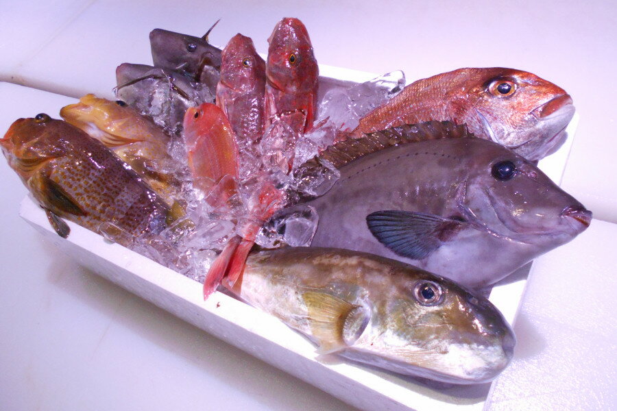 【ふるさと納税】 ＼朝どれ新鮮／ 鮮魚セット (小) 約3kg 目利きのプロが厳選した旬の魚をその日の内に..