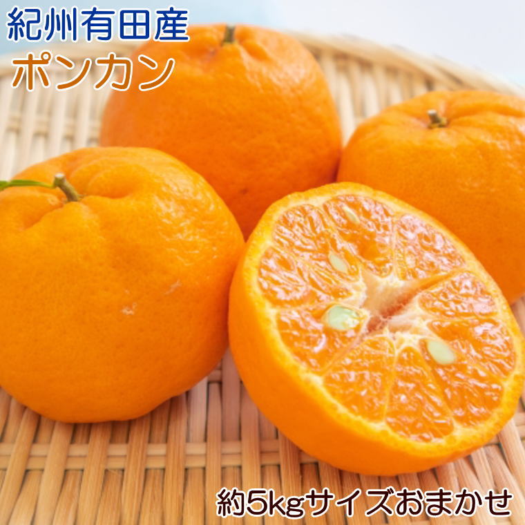 [濃厚・春みかん]有田産ポンカン約5kg(サイズおまかせ) ※2025年2月上旬〜下旬頃発送予定（お届け日指定不可）