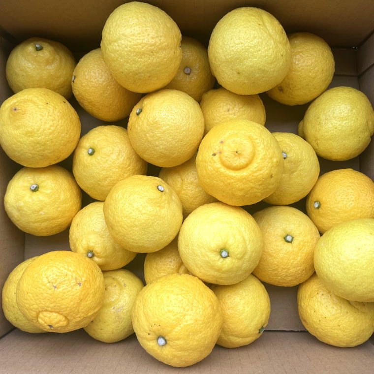 【ふるさと納税】 【さわやか柑橘】和歌山県産はるかみかん約4.5kg（サイズ混合 秀品） ※2026年2月下旬～2026年3月下旬頃順次発送