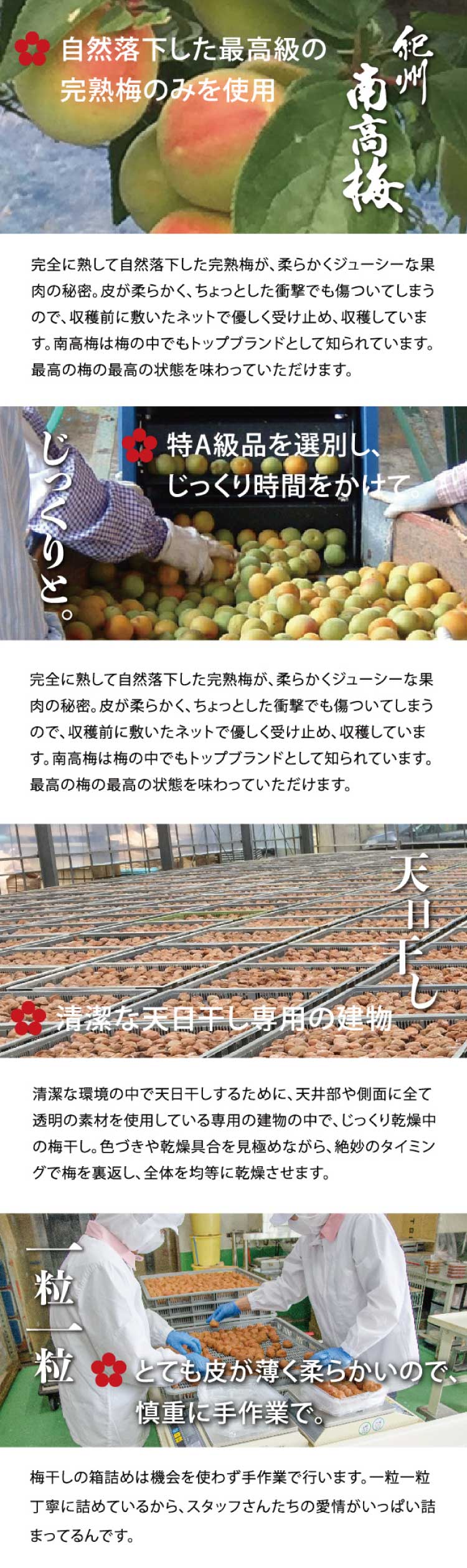 【ふるさと納税】 甘口田舎梅干し500g 紀州南高梅うめぼし和歌山産(化粧箱入)