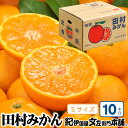【ふるさと納税】 田村みかん 特選ギフト品 10kg【Sサイズ】赤秀/紀州和歌山有田郡湯浅町田村地区産 ◆2025年11月下旬~2026年1月中旬頃に順次発送(お届け日指定不可) 紀伊国屋文左衛門本舗