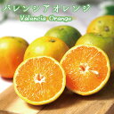 【ふるさと納税】 【国産】希少バレンシアオレンジ 5kg ※2025年6月下旬頃〜7月上旬ごろ順次発送予定(4)