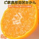 【ふるさと納税】【ご家庭用訳あり】田村みかん 5kg ※2024年11月下旬頃〜2025年1月下旬頃に順次発送予定(お届け日指定不可)