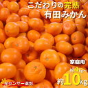 【ふるさと納税】農家直送 【家庭用】こだわりの有田みかん 容