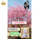 【ふるさと納税】C25-013 【定期便3回】桜定期便【数量限定】