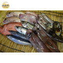 【ふるさと納税】B24-136 鳥取からのお届け物「旬」のお魚詰合せ 【数量限定】鳥取県 鮮魚 水揚げ 山陰