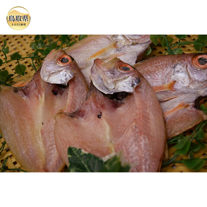 【ふるさと納税】B24-137 【特撰】のどぐろ開干　大中サイズ　4尾入 鳥取県 おすすめ のどぐろ 一夜干 開干 白身魚