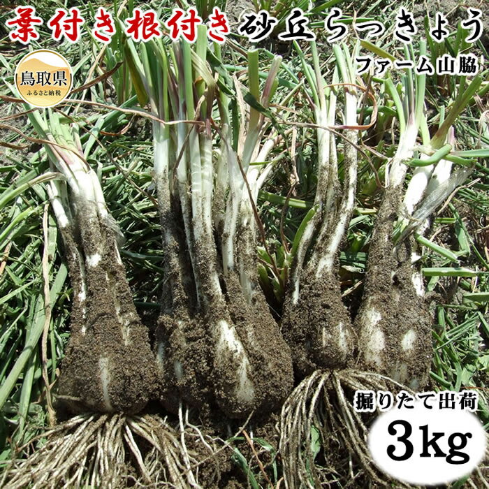 【ふるさと納税】B24-349 砂丘らっきょう(根付き)3キロ【期間・数量限定】