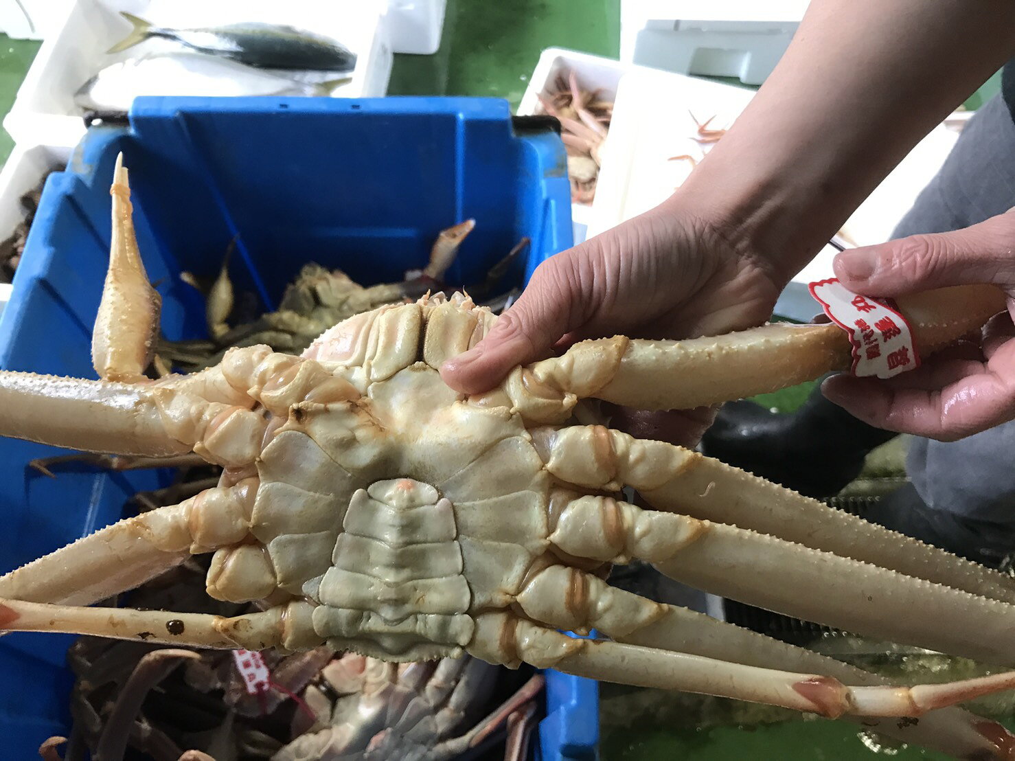 【ふるさと納税】【魚倉】足1本なしボイル松葉ガニ訳あり　特大　約950g（ボイル前）【期間限定】_T2600159 f310000-tottori-10001772 鳥取県 サンプル画像2